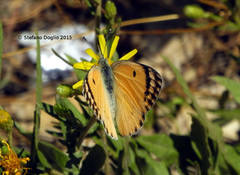 Colotis fausta