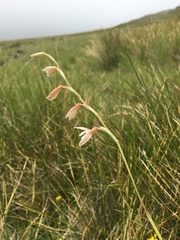 Hesperantha radiata