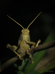 Schistocerca flavofasciata