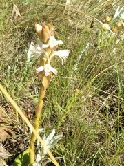 Satyrium longicauda longicauda