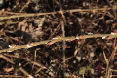 Salix caprea