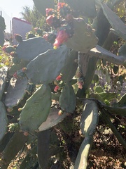 Opuntia