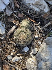 Coryphantha