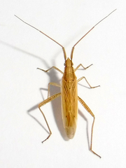 Stenodema laevigata