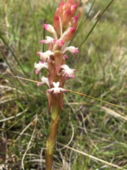 Satyrium longicauda