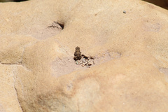 Rhinella