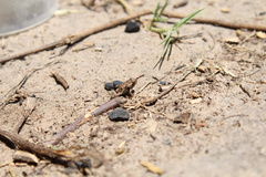 Rhinella