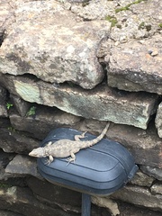 Pseudocordylus subviridis