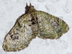 Chloroclystis v-ata