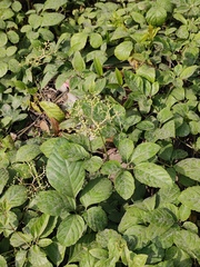 Causonis japonica