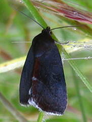 Galgula partita