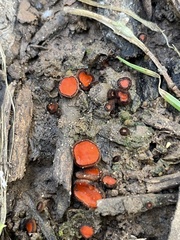 Scutellinia trechispora
