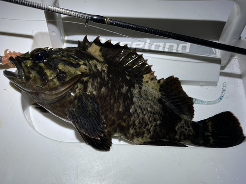 Brassblotched rockfish (Sebastes pachycephalus) — Sebastidae — 2