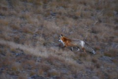 Vulpes vulpes cascadensis