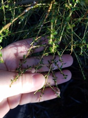Ceanothus microphyllus