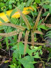 Adiantum pyramidale