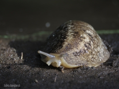 Phyllocaulis soleiformis