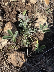 Lupinus texensis