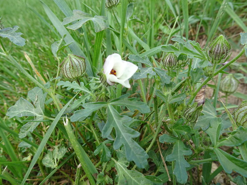 Hibiscus trionum