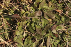 Pilosella officinarum