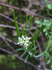 Cardamine hirsuta