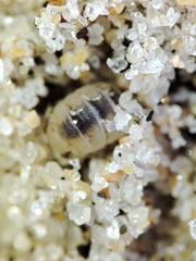 Armadillidium album