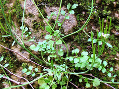 Cardamine hirsuta