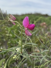 Lathyrus vestitus alefeldii