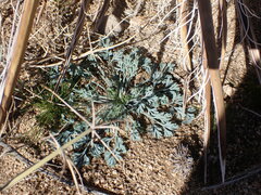 Eschscholzia minutiflora