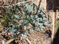 Eschscholzia minutiflora