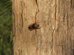 Vespula flaviceps