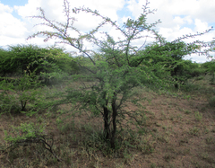 Vachellia luederitzii
