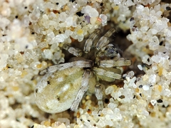 Arctosa perita