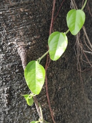 Cocculus orbiculatus
