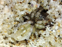 Arctosa perita