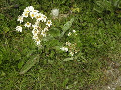 Senecio smithii