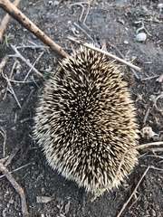 Atelerix albiventris