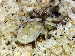 Arctosa perita