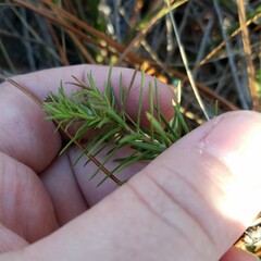 Ionactis repens