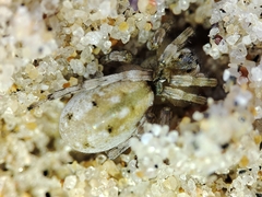Arctosa perita