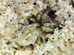 Arctosa perita
