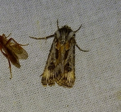 Agrotis vestigialis
