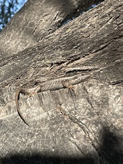 Trachylepis spilogaster