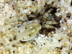 Arctosa perita