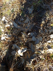 Baptisia simplicifolia