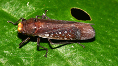 Fulgoroidea