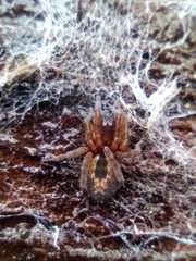 Amaurobius fenestralis