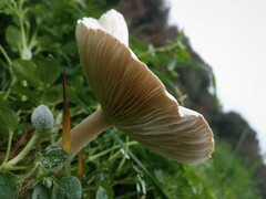 Clitocybe