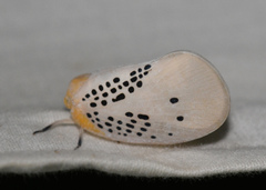 Poekilloptera phalaenoides
