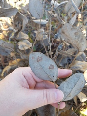 Baptisia simplicifolia